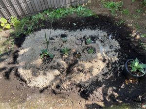 アガベを地植えしてみるぞ...