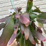 赤く染まるリプサリス....レッドコーラル...