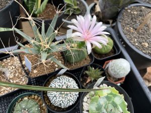 花サボテン サボテンの花 - BeLan タニサボ