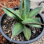 ちょっぴりレア多肉で買った「チタノタ」の２年後。