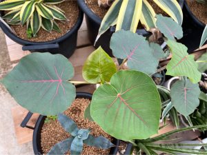 フィカス・ペティオラリスの夏。