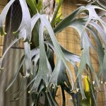 名無しのウィリンキーでも育て上げれば...