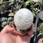 【エスポストア属】幻楽の夏。