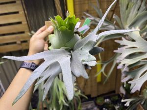 P.willinckii sporeling（Group FRK "緑タグ"）の記録。