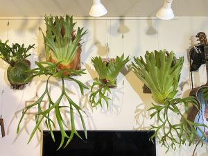 家を空けるときのビカクシダ...