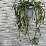 リプサリス・ホリダがとても可愛らしい...