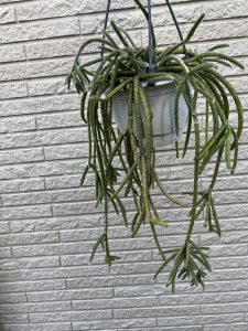 リプサリス・ホリダがとても可愛らしい...