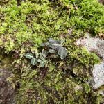 西丹沢で天然ミヤマウズラとズソウカンオアイを見る...