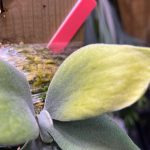 黄色い斑入りのビカクシダ...