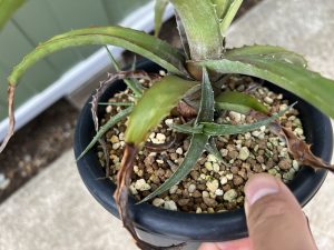 ヘクチアsp.エルマテ産の３年後。