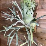 P.veitchii wild×willinckiiめっちゃ良い...