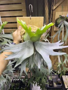 P.willinckii sporeling(ギザギザ)の記録。#GroupFRK