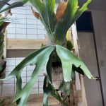 P.andinumから子株が爆裂。