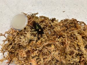 初めての海外クワガタに「ニジイロクワガタ」を飼う。