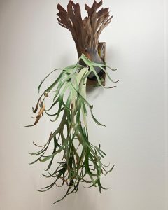 【細く長く美しビカクシダ】P.willinckii 'Ionic'