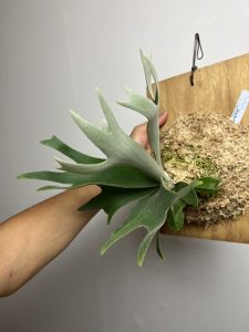 P.willinckii×P.DovanhueのMIX胞子播きのその後。