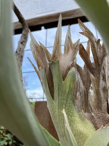 P.veitchiiの季節がやってくる。