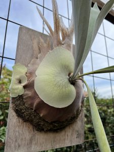 P.veitchii (from Aerophyte）の現在。