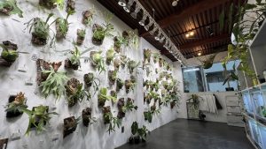 vandaka plants 【GALLERY TOKYO】すげええええ！