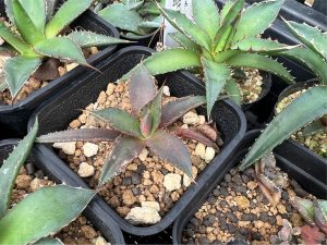 アガベ・ホリダの実生がカッコいいじゃん...