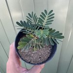 ひと夏を終えたセンナ。