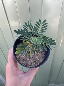 ひと夏を終えたセンナ。