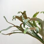 コーナンで買ったビカクシダがとても良い。part.5