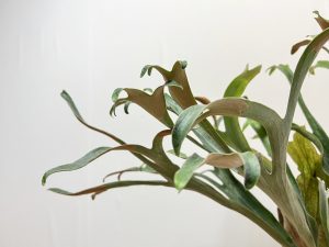 コーナンで買ったビカクシダがとても良い。part.5