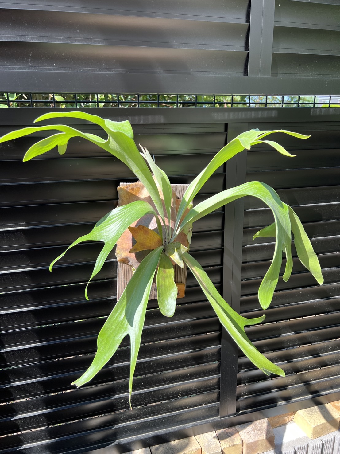 P.Talnadgeの1年後