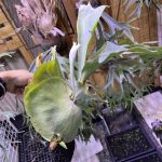 謎ビ、KH-21の現在。