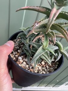 火事になったら持ち出すアロエNO.1