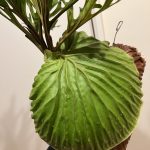 P.ridleyiを育て始めて2,000日が過ぎていた。