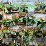 TOKYO BOTANICAL MEETING #2に持っていくビカクシダ。