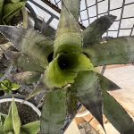 ホヘンベルギア レオポルドホルスティの冬越し。