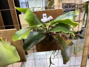 P.ellisiiが良い感じ過ぎる！