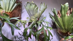 P.coronarium 'White'の板替え後...