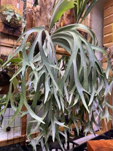 P.willinckii sporeling (Group-FRK)の親株（胞子元）