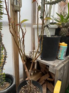 木質化したポインセチアがカッコいい...笑
