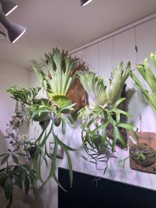 P.coronariumはやっぱり素敵...