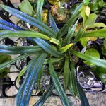 コバルトシダ...!【Microsorium steerei】