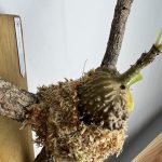 魅惑のアリ植物「ミルメコディア」をコルク付けに...