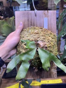 P.quadridichotomumがようやく動き出した...