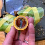 ビカクシダの子株の養生に養生テープが良い...w