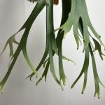 これはまだまだ始まりのビカクシダ。