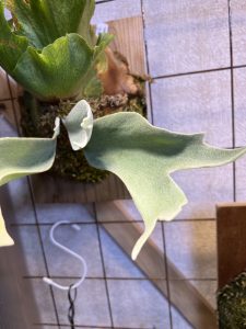 mix胞子播きのグループ...