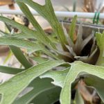 タイ胞子蒔きのP.veitchiiが良い...