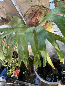 成長しないビカクシダ...