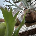 温室が狭すぎてヒリーが...