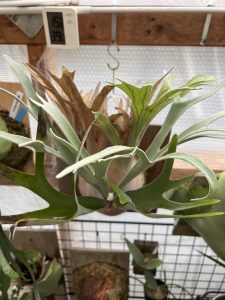 ホムセンビーチーが良い。