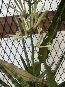 サンスベリアの蜜が甘い...